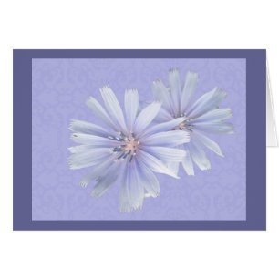 Flor silvestre de Chicory