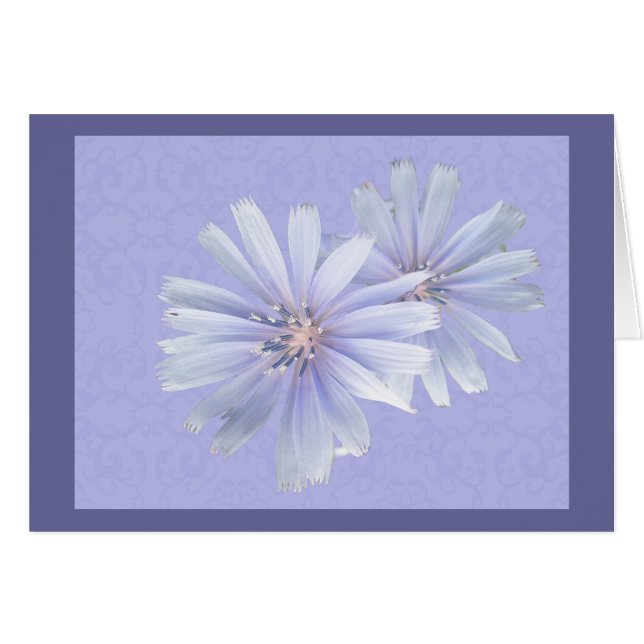 Flor silvestre de Chicory (Anverso (Horizontal))