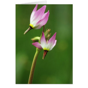 Flor silvestre de la estrella de tiro, California,