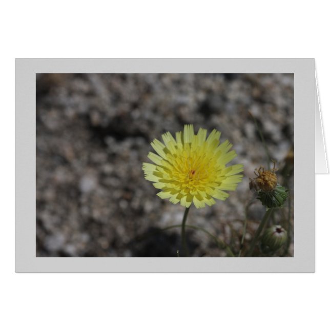 Flor silvestre del desierto amarillo (Anverso (Horizontal))