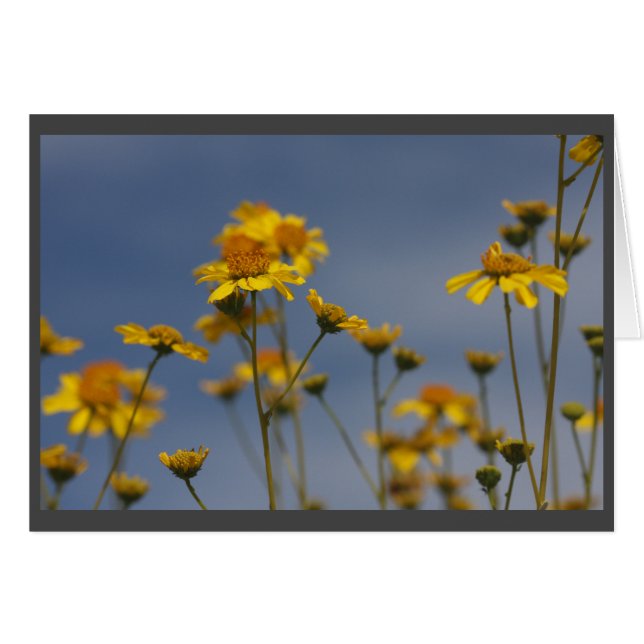 Flor silvestre del desierto amarillo (Anverso (Horizontal))