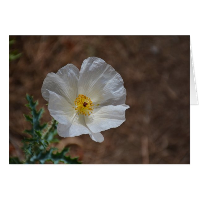 Flor silvestre del desierto blanco (Anverso (Horizontal))