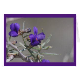 Flor silvestre del desierto púrpura