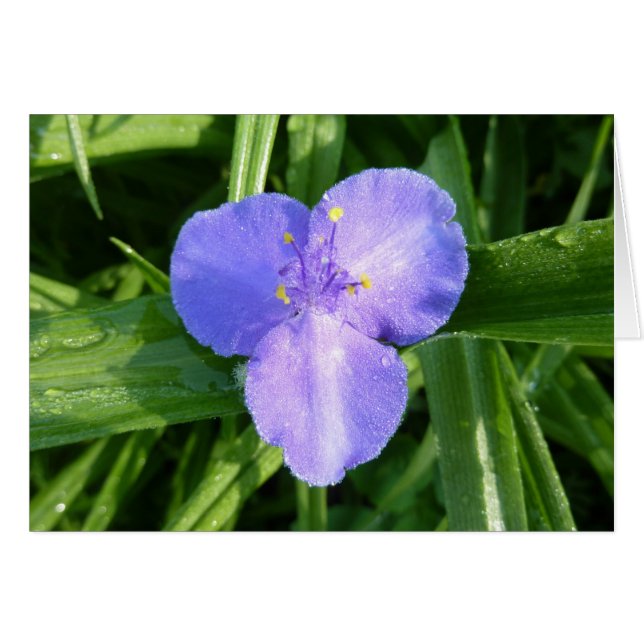 Flor silvestre Dewy Trillium Spring (Anverso (Horizontal))