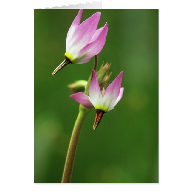 Flor silvestre estrella de tiro, California, EE.UU (Frente)