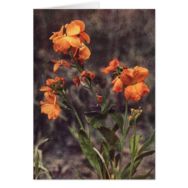 Flor silvestre: Tarjeta Wallflower (Frente)