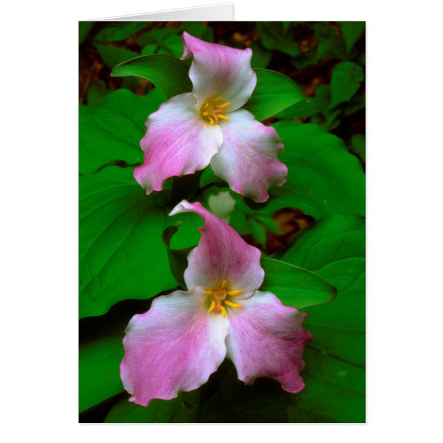 Flor silvestre trillium (Frente)