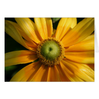 Flor soleada