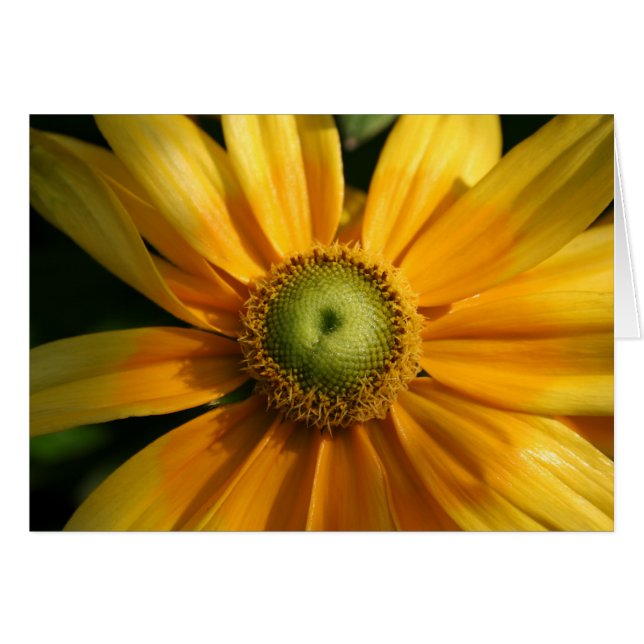 Flor soleada (Anverso (Horizontal))