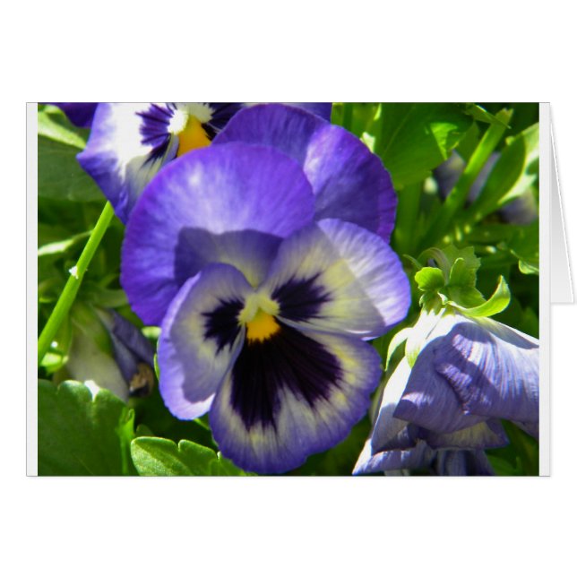 Flor sonriente (Anverso (Horizontal))