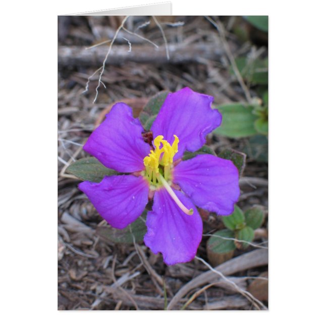 Flor Sri Lanka (Frente)