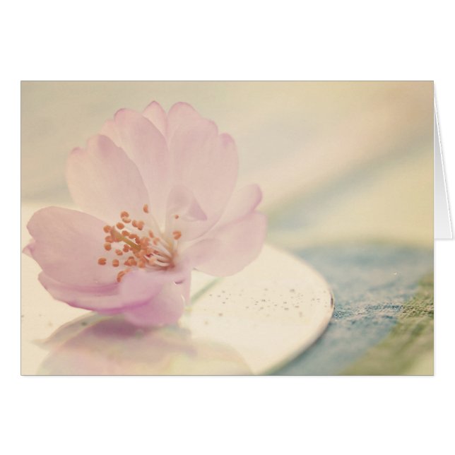 Flor suave de cerezo rosa (Anverso (Horizontal))