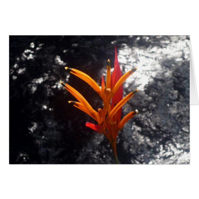 flor tropical (Anverso (Horizontal))