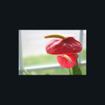 Flor tropical de antrurio rojo sobre lienzo envuel<br><div class="desc">La luz del sol baila en este espléndido y floreciente anturio,  sentado junto a una ventana. El color rojo vivo y verde de esta flor en forma de corazón capta la atención del espectador.</div>