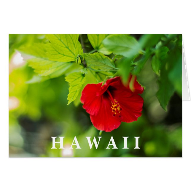 Flor tropical de Hibiscus Hawai (Anverso (Horizontal))