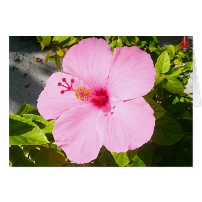 Flor tropical Hibiscus rosa (Anverso (Horizontal))