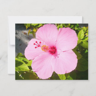 Flor tropical Hibiscus rosa