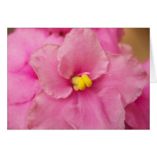 Flor violeta africana
