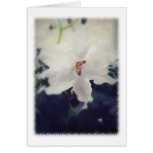 Flor violeta blanca africana