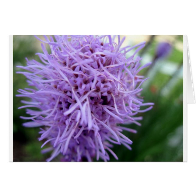 Flor violeta Tentacle Spider (Anverso (Horizontal))