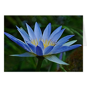 Flor y significado de Lotus