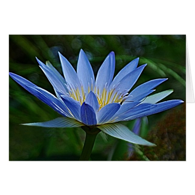 Flor y significado de Lotus (Anverso (Horizontal))