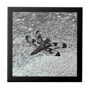 Flora de dragón en baldosas negras y grises