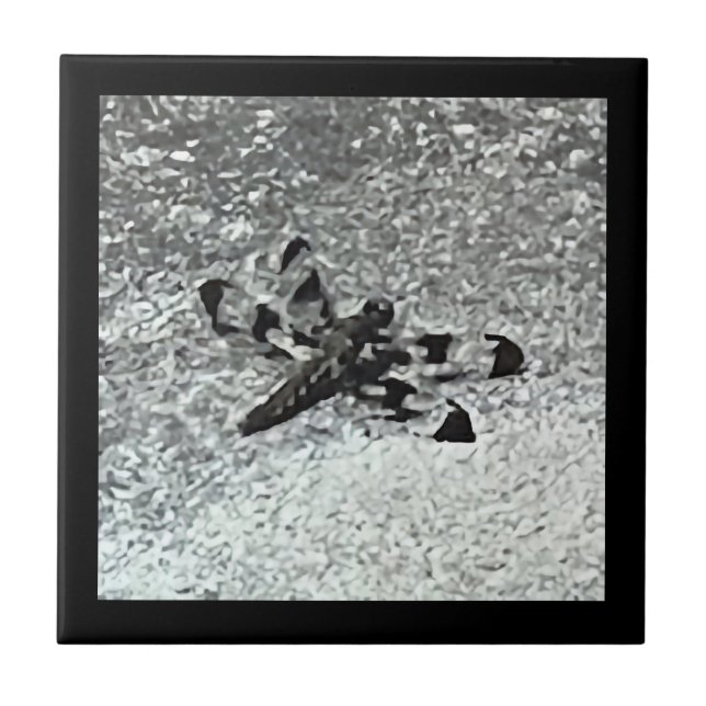 Flora de dragón en baldosas negras y grises (Frente)