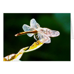Flora de dragón transparente