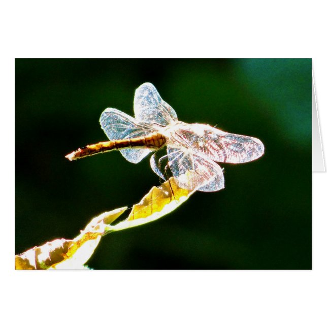 Flora de dragón transparente (Anverso (Horizontal))