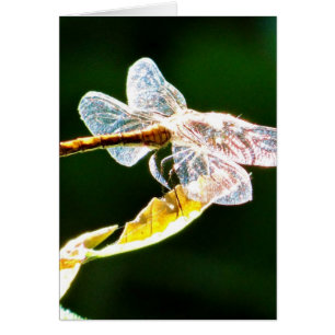 Flora de dragón transparente