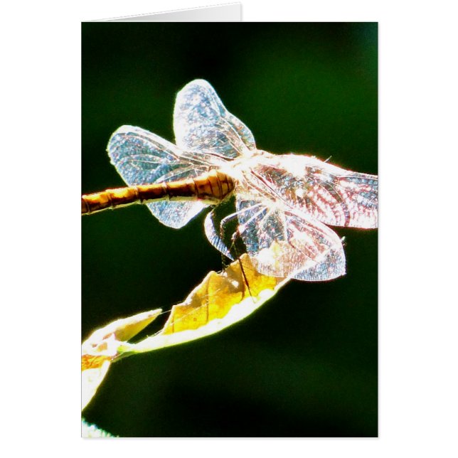 Flora de dragón transparente (Frente)