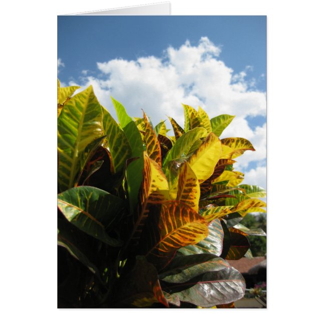 Flora de Rican de la costa (Frente)