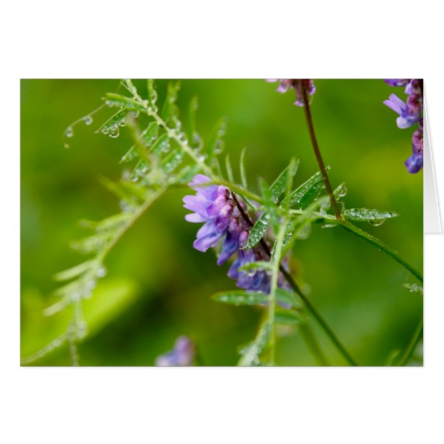 Flora en Gran Manán (Anverso (Horizontal))