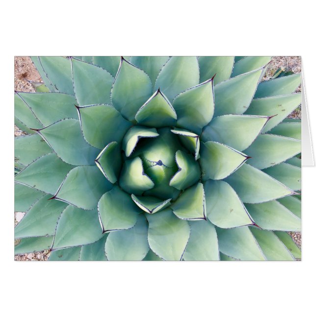 Flora en la ciudad de las rocas en Deming, NM (Anverso (Horizontal))