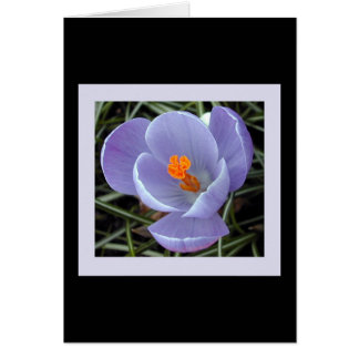 flora para la primavera #2