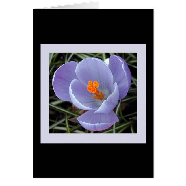 flora para la primavera #2 (Frente)