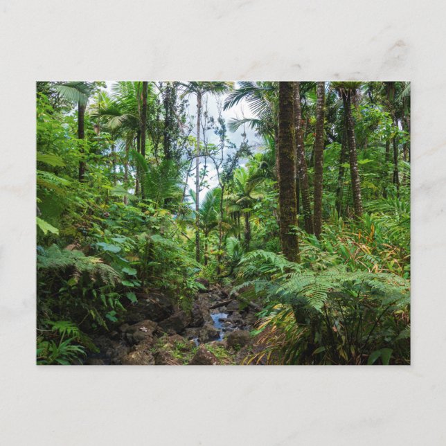 Flora tropical de la postal del bosque tropical de (Anverso)