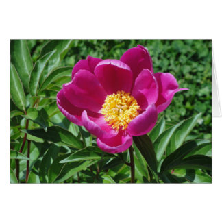 Floración de Bristol