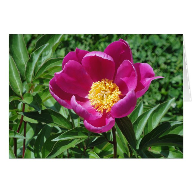 Floración de Bristol (Anverso (Horizontal))