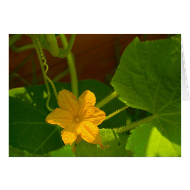 Floración del pepino (Anverso (Horizontal))