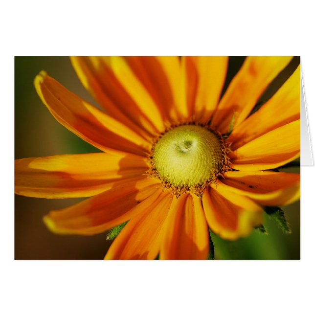 Floración del Rudbeckia (Anverso (Horizontal))