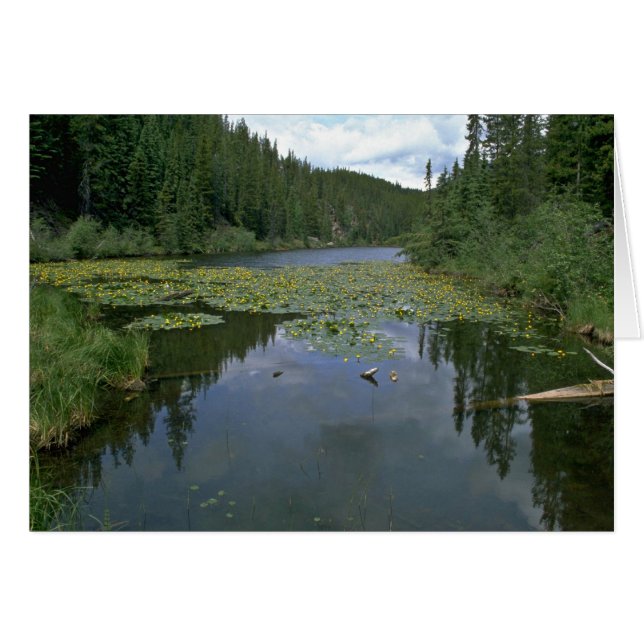 Floración en agua (Anverso (Horizontal))