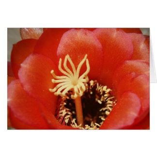 Floración roja del cactus