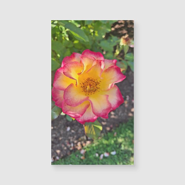 Floración Rosa Gloriosa de Verano (Anverso)