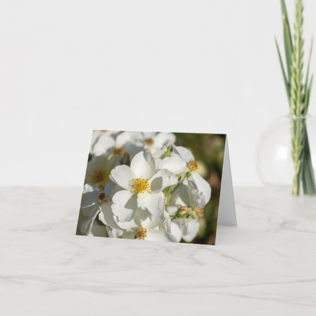 Floraciones blancas (Anverso)