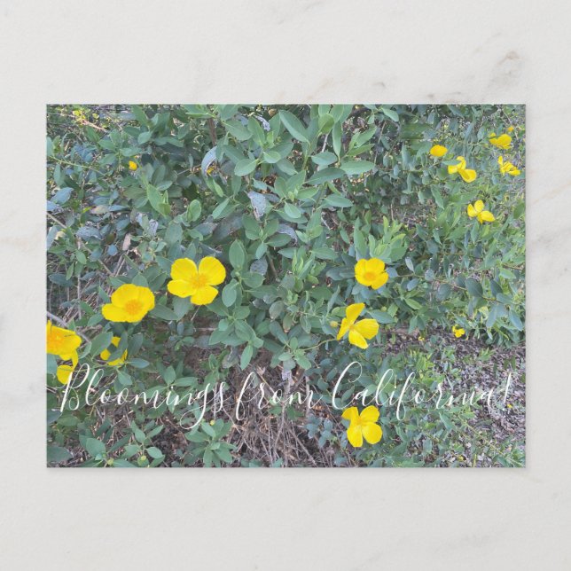 Floraciones de California: Tarjeta postal de amapo (Anverso)