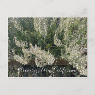 Floraciones de California: Tarjeta postal de salvi