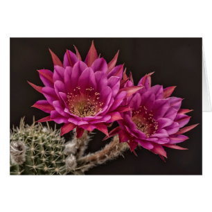 Floraciones de la antimateria