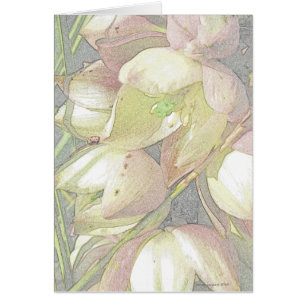 Floraciones de la yuca en lápiz coloreado